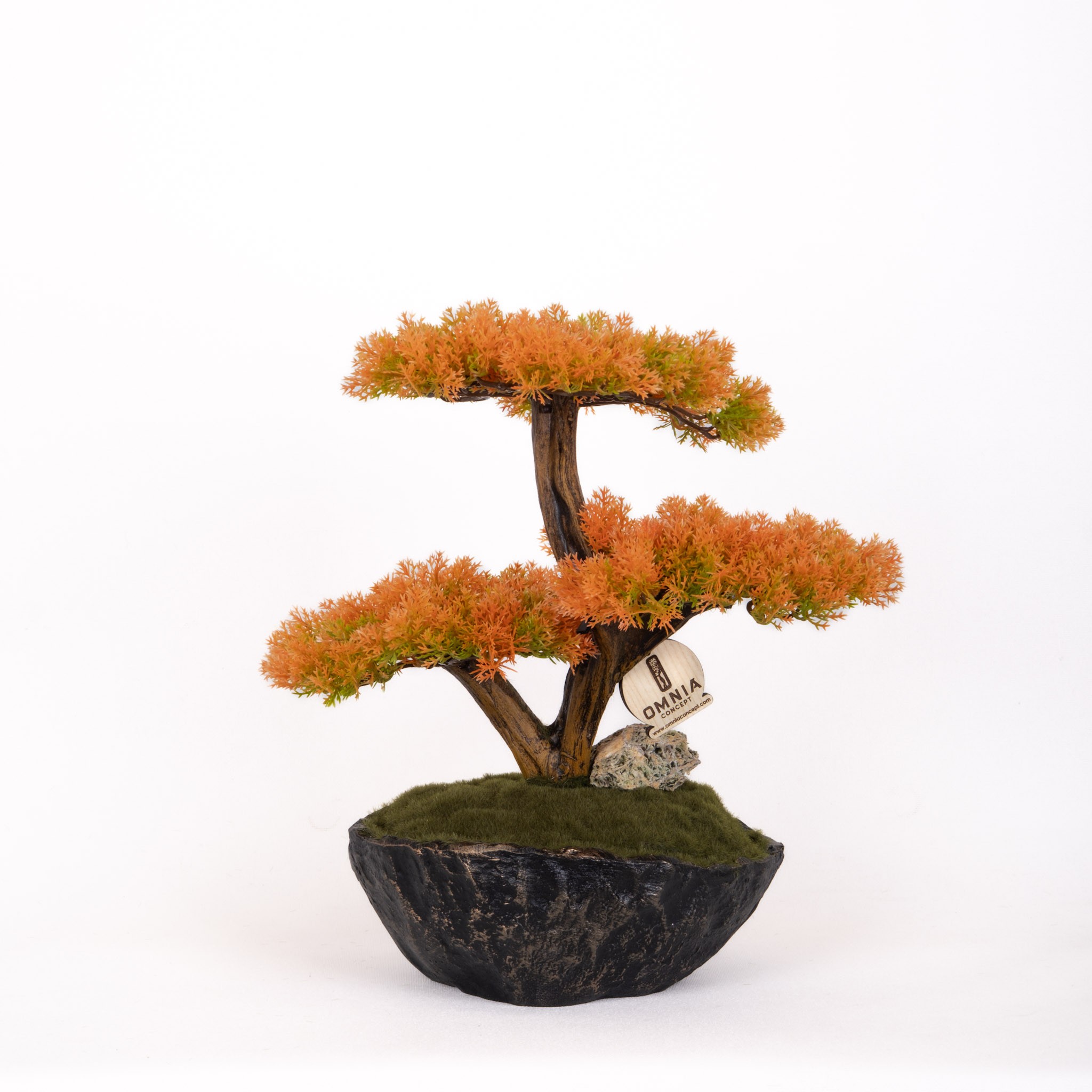 Calipso Bonsai-6-2