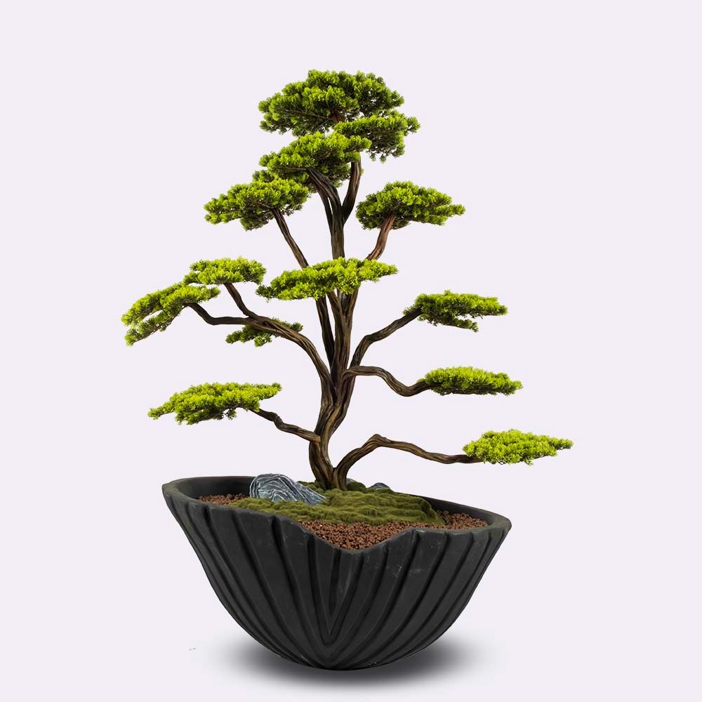 Algenib Thuja - 1