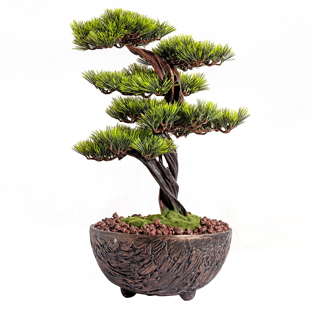 Galatea Thuja - 8