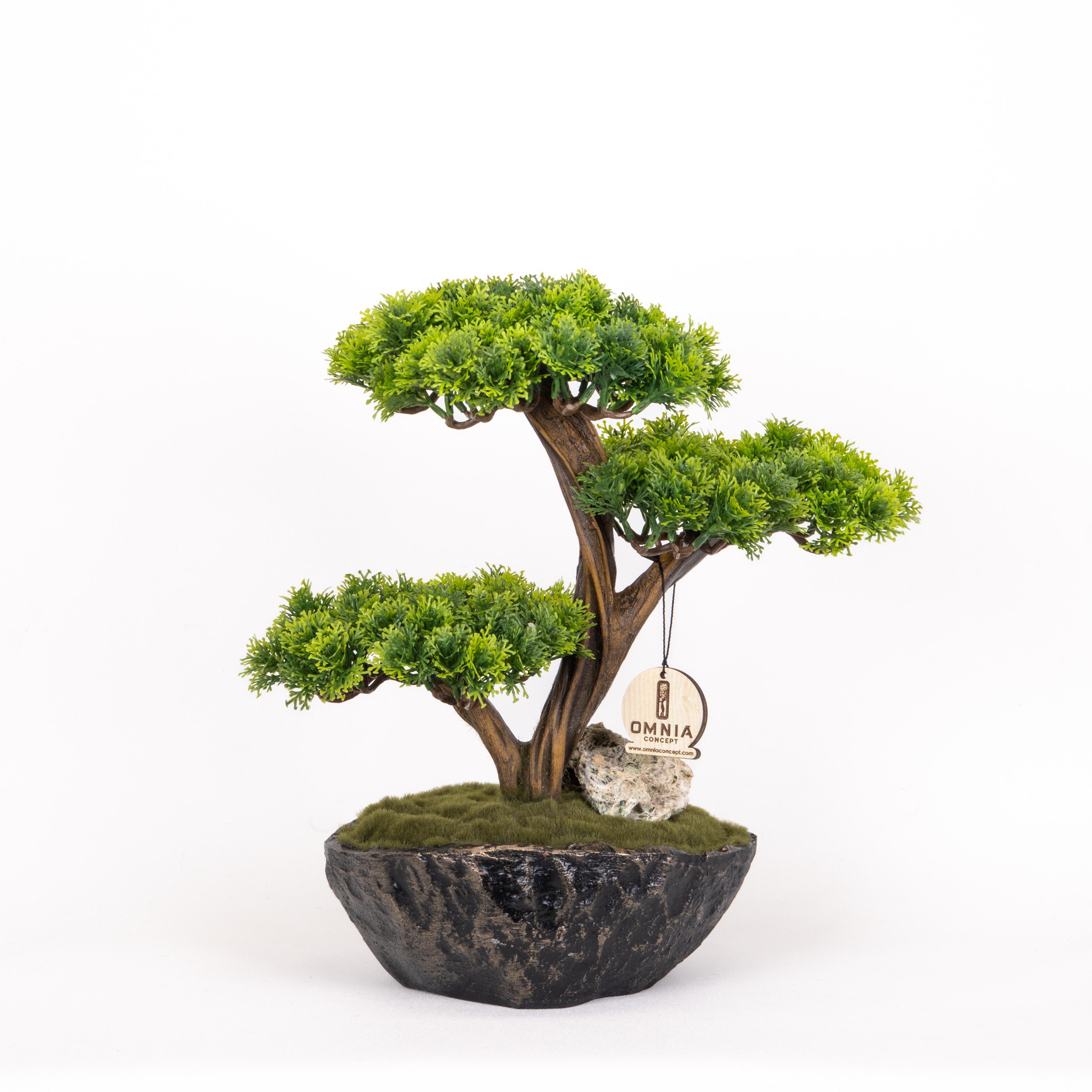 Calipso Bonsai-7