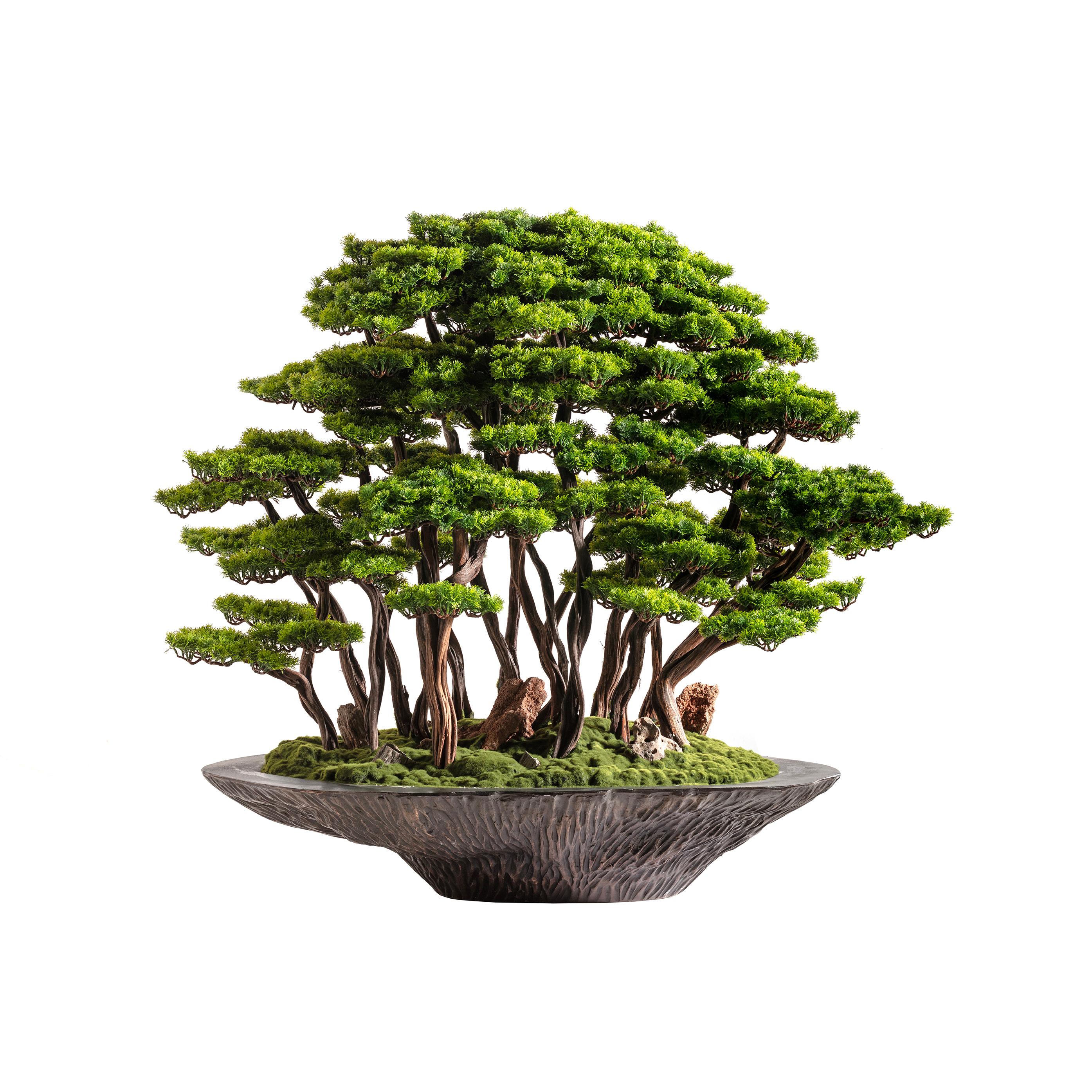 Kursa Bonsai Garden