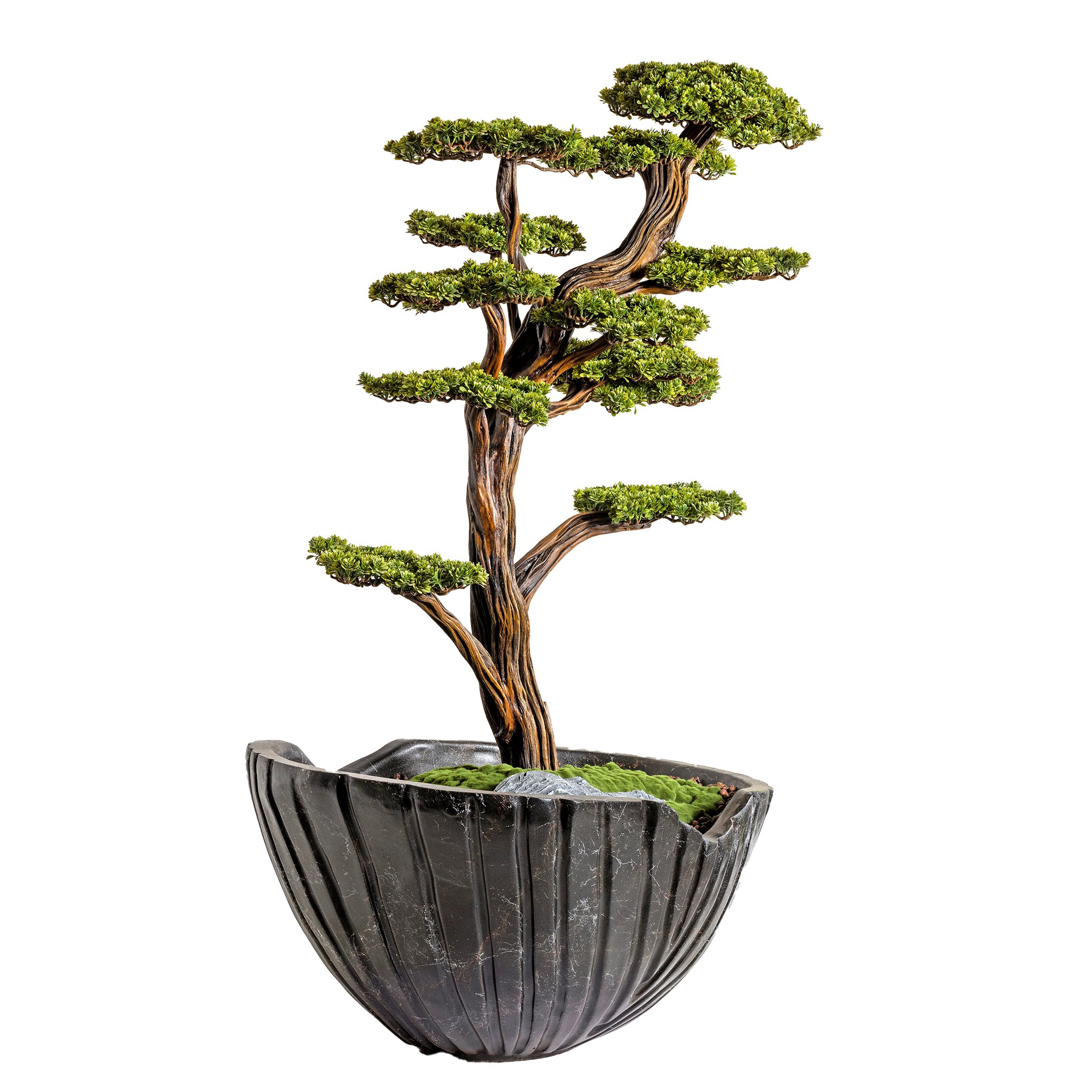 Algenib Thuja - 4