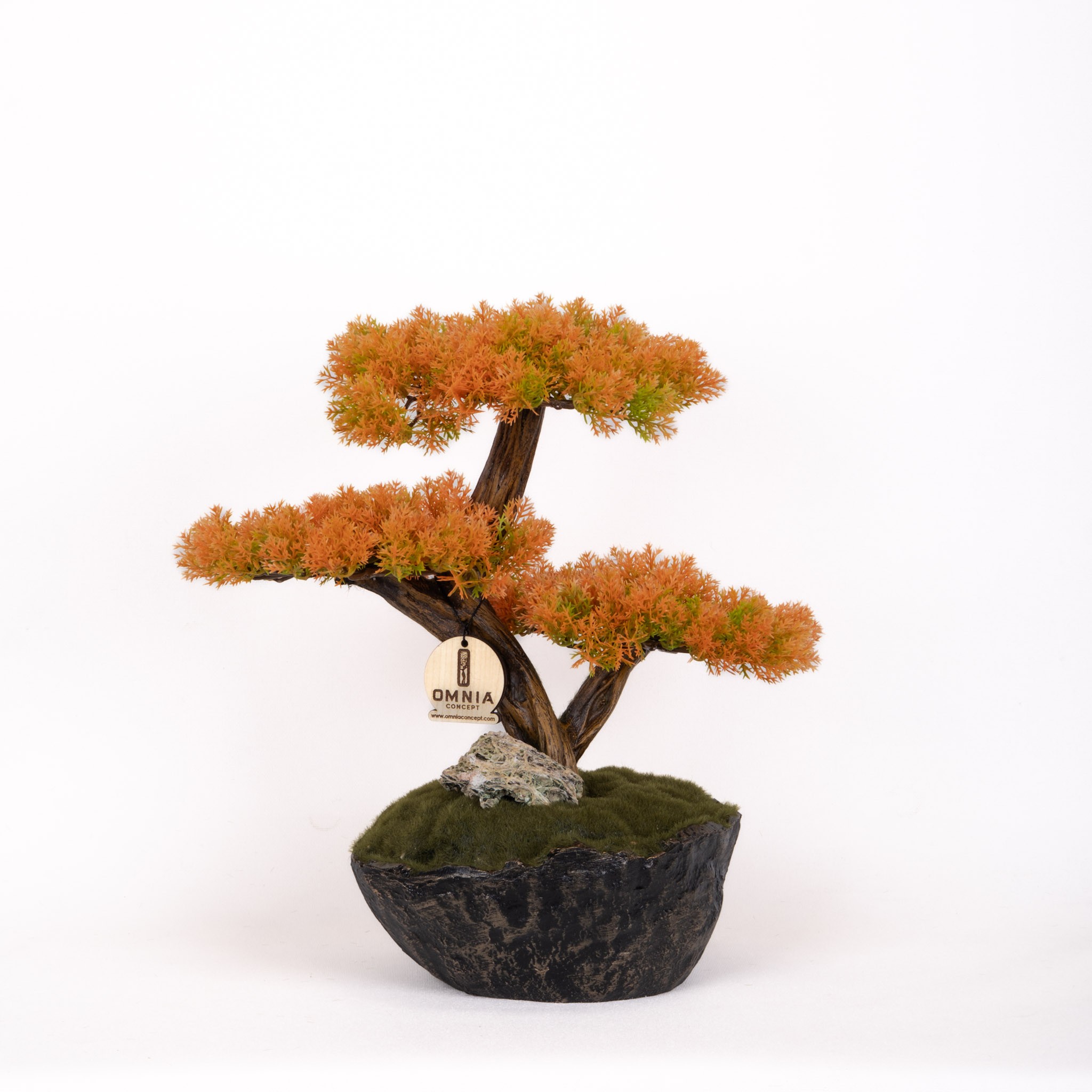 Calipso Bonsai-6-2
