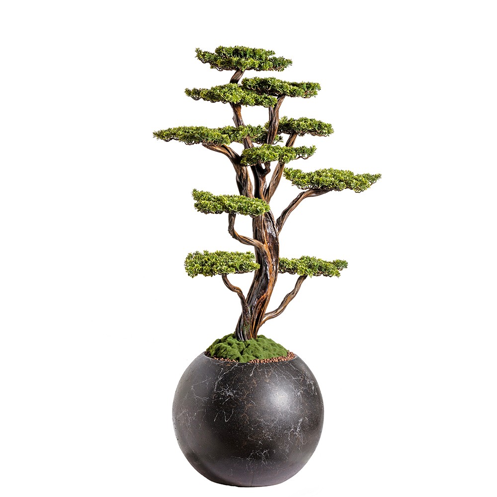 Mira Bonsai - 9