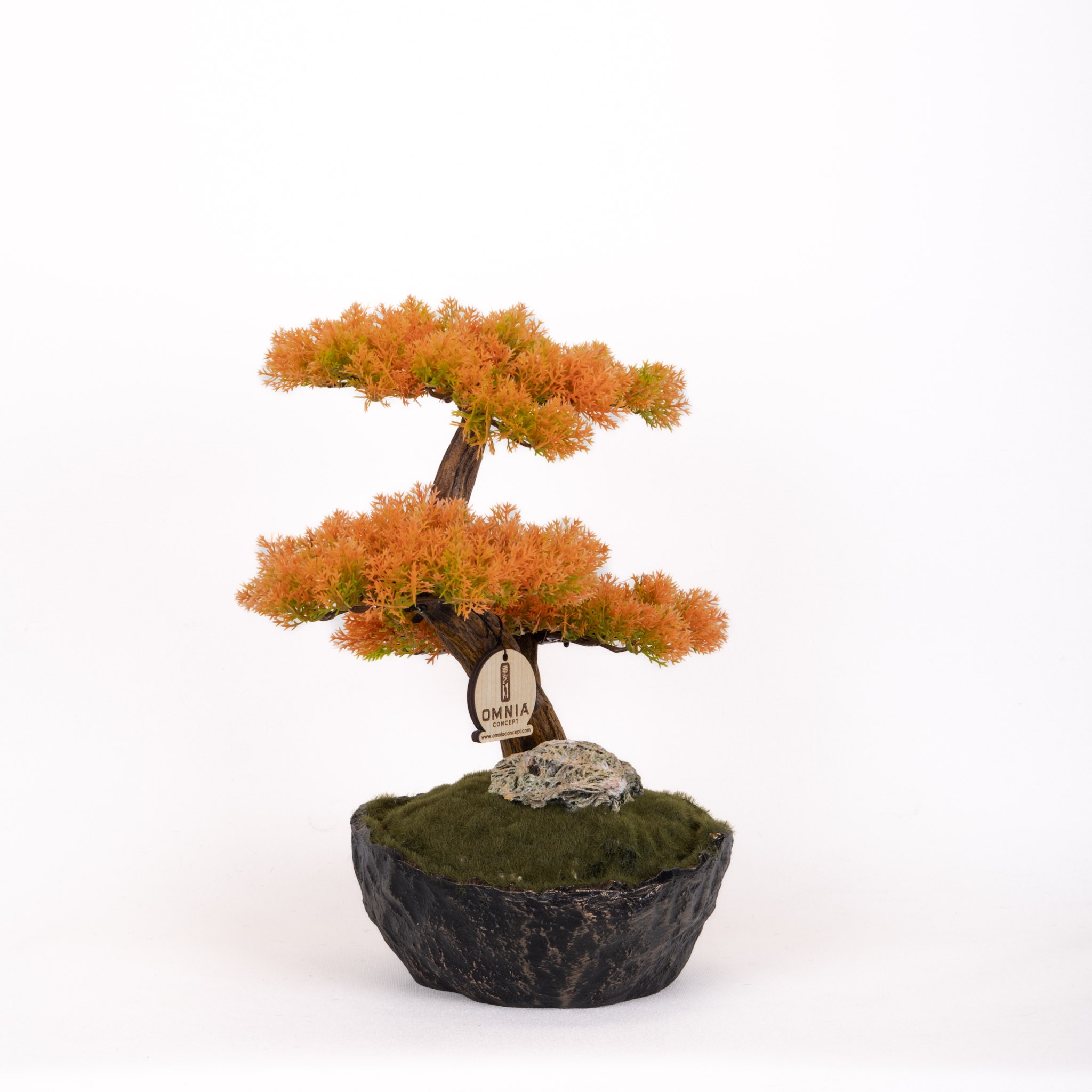 Calipso Bonsai-6-2