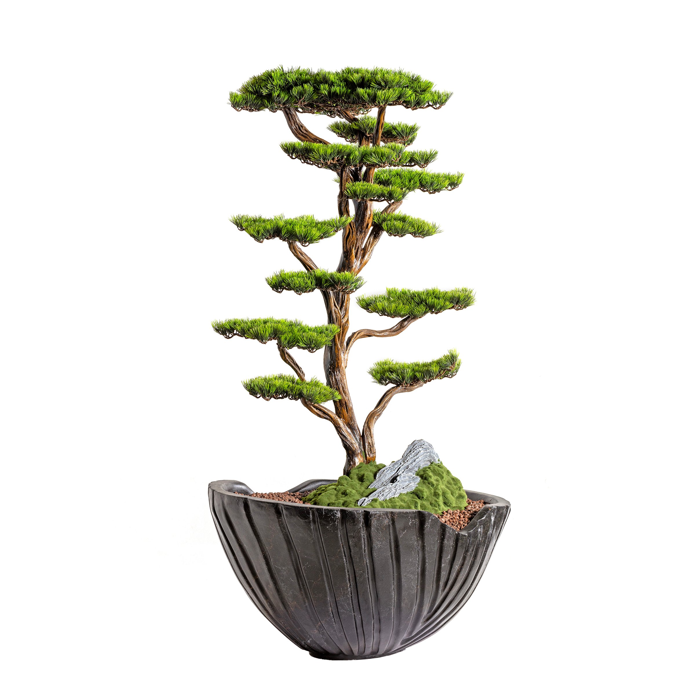 Algenib Thuja - 2