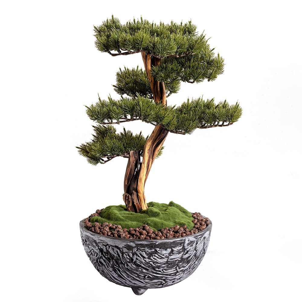 Galatea Thuja - 4