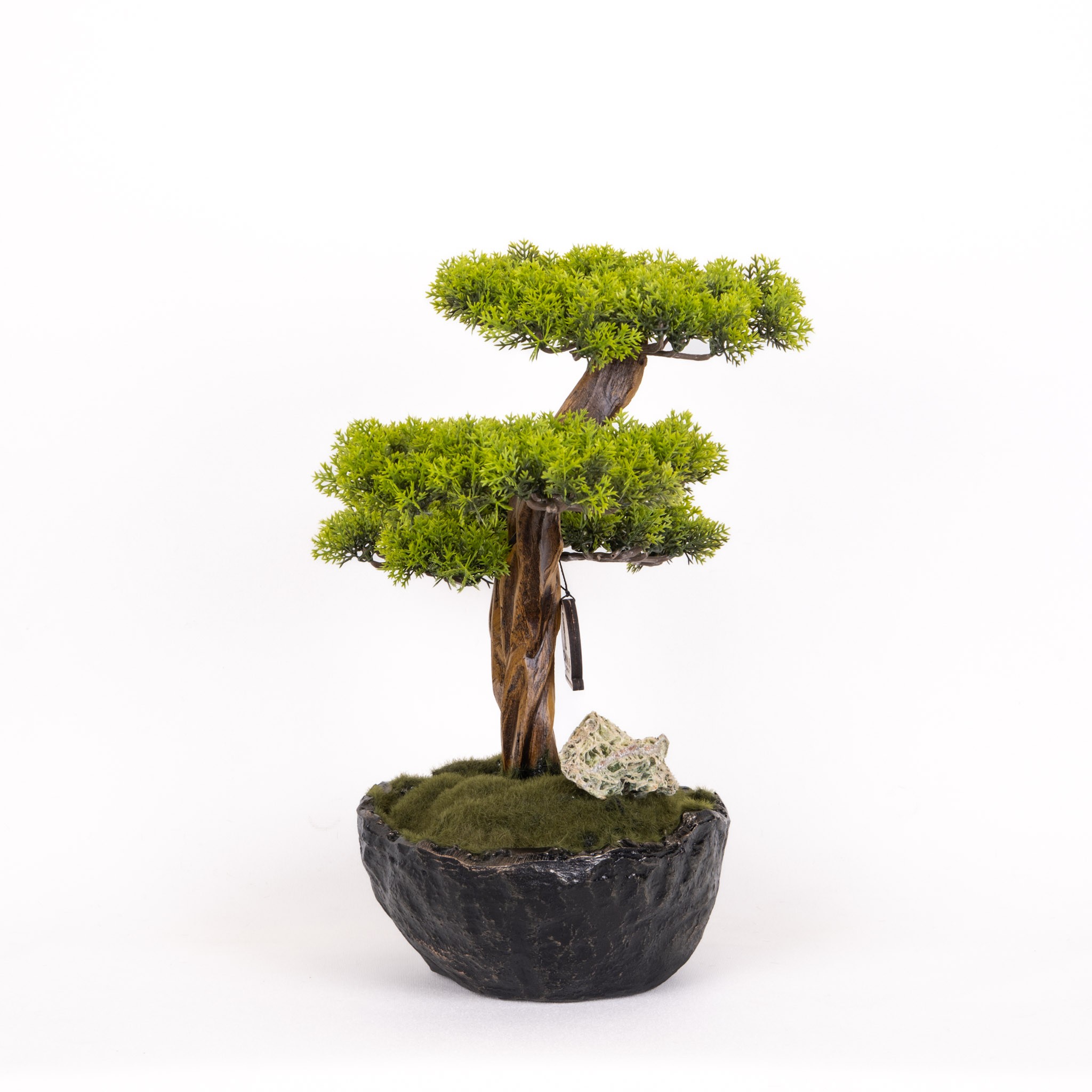Calipso Bonsai-6