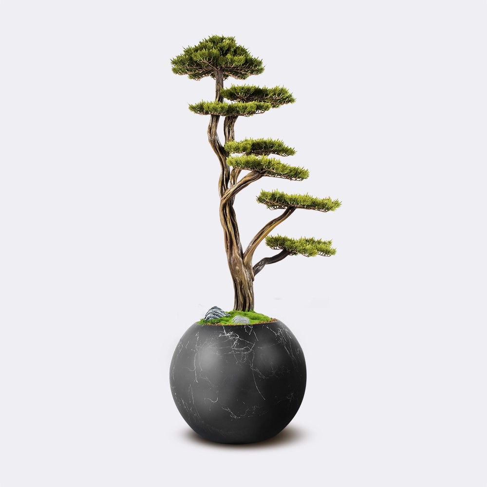 Mira Bonsai - 2