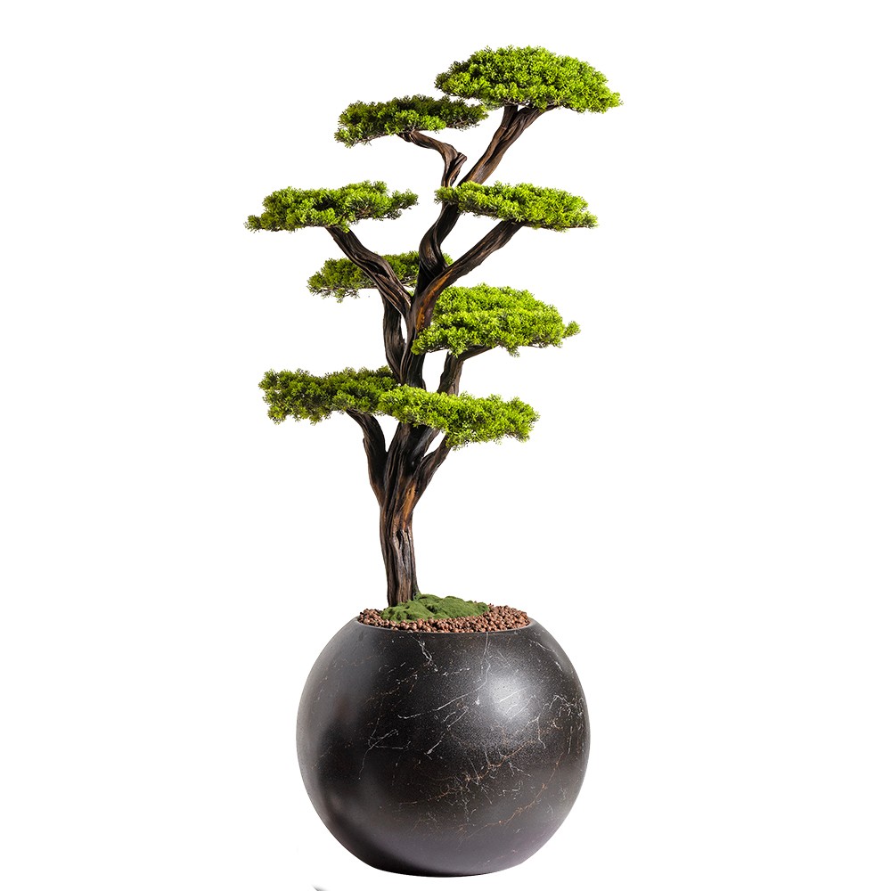 Mira Bonsai - 8