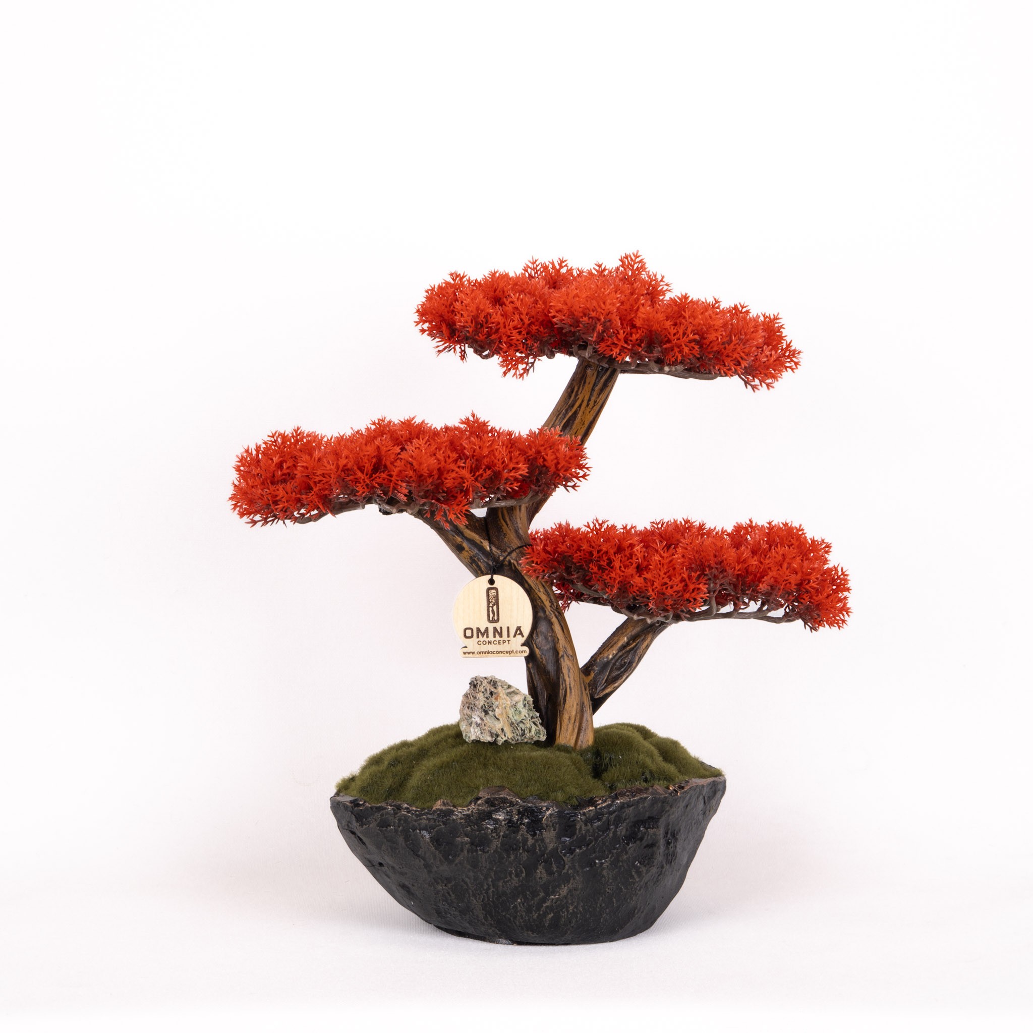 Calipso Bonsai-6-1