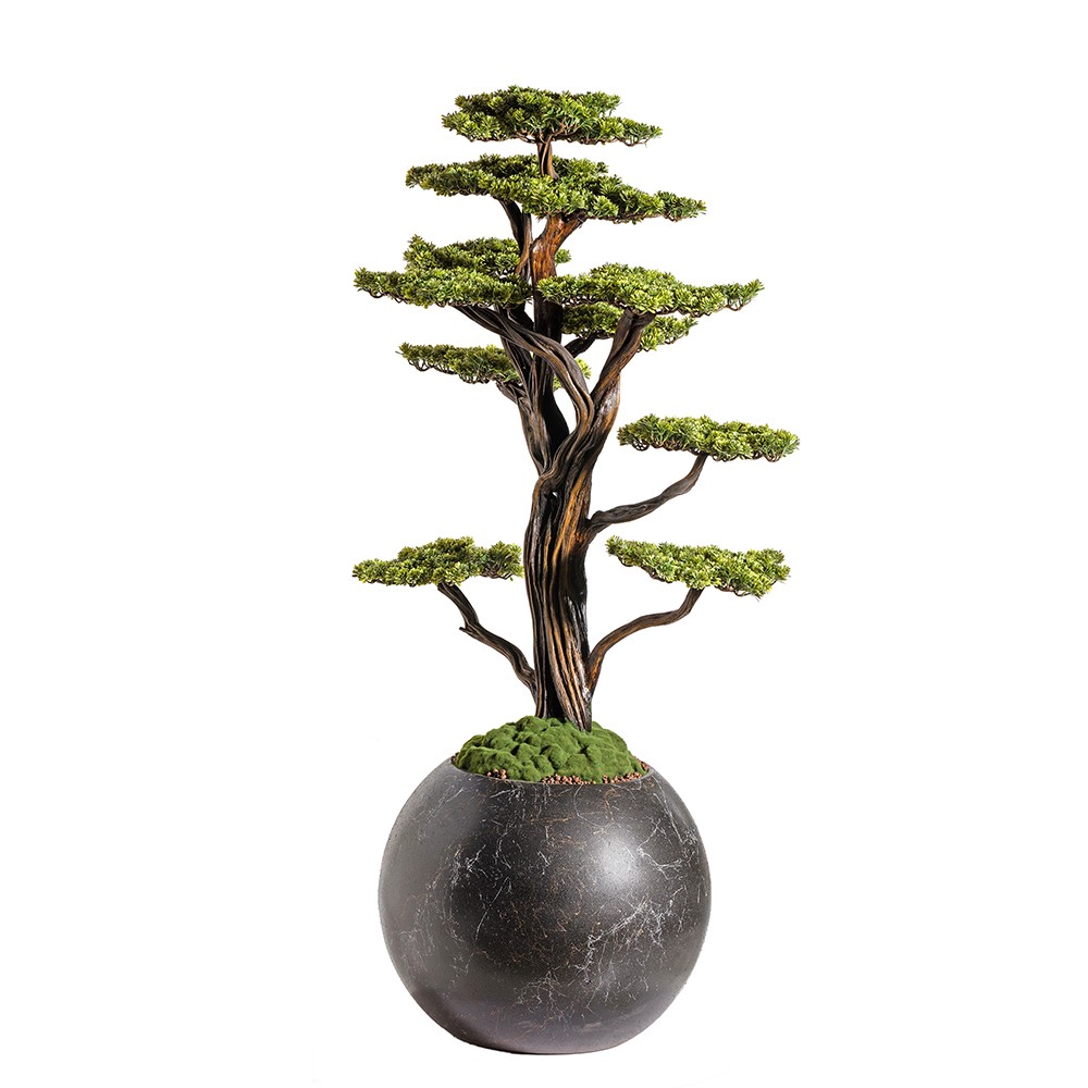 Mira Bonsai - 9