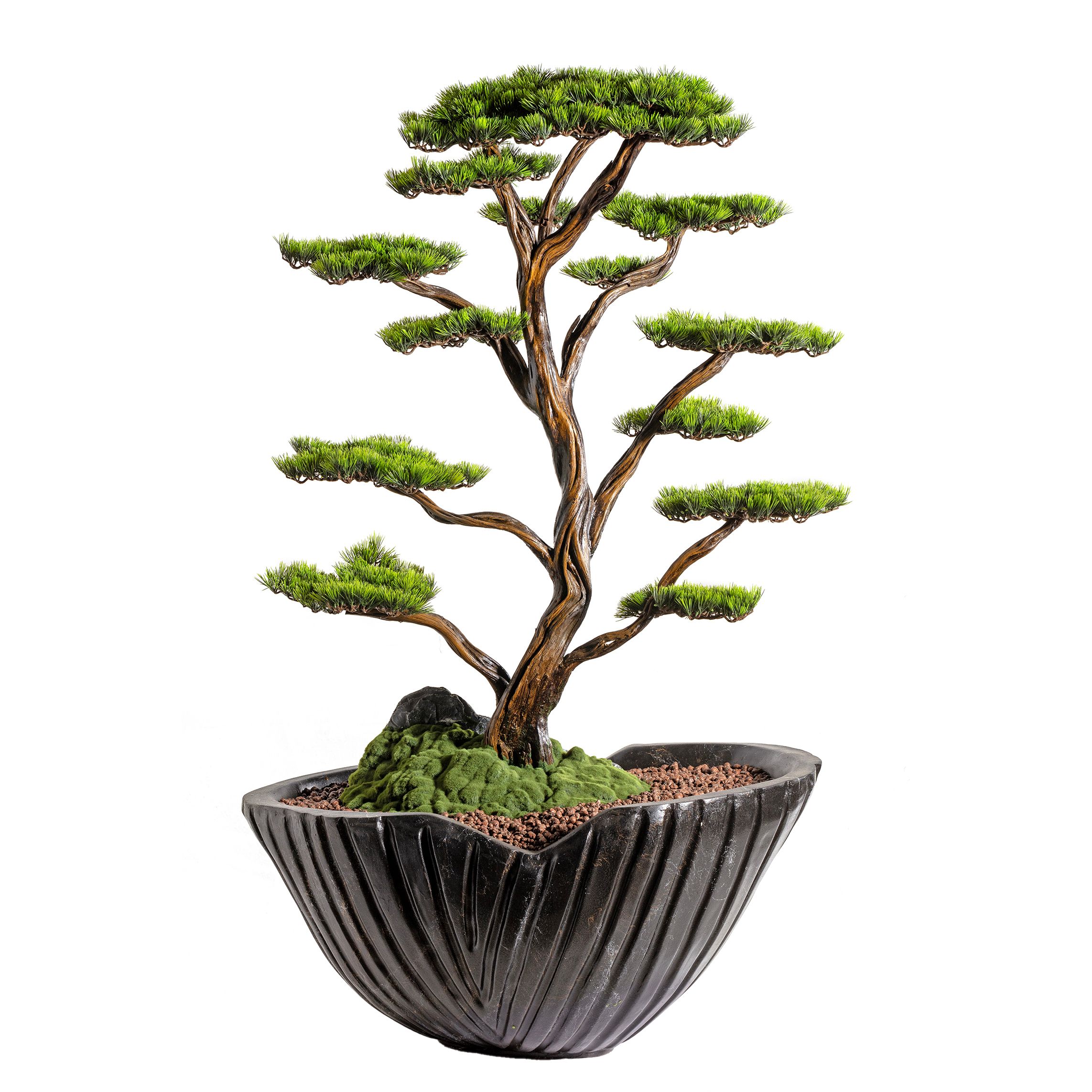 Algenib Thuja - 2