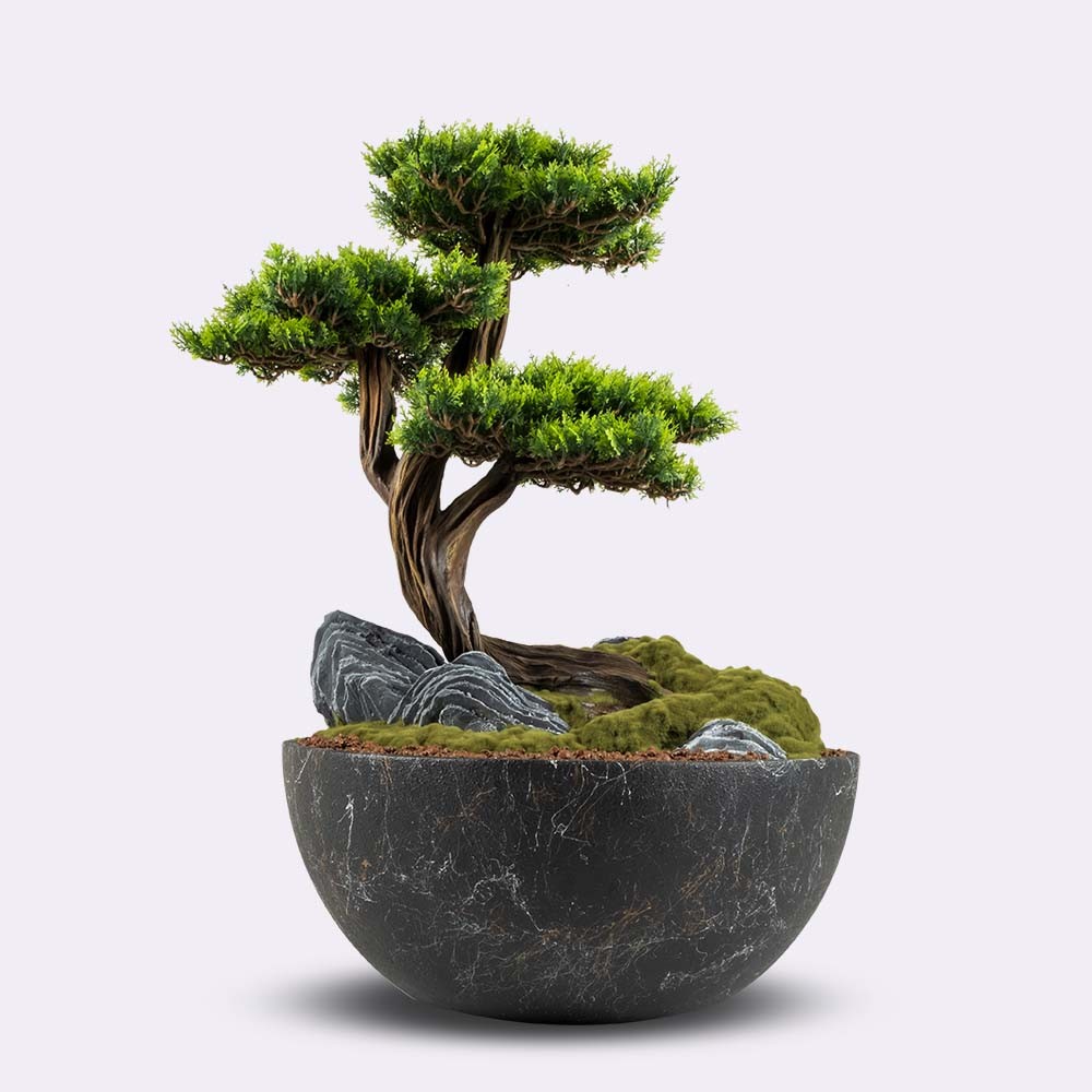 Avior Bonsai - 6