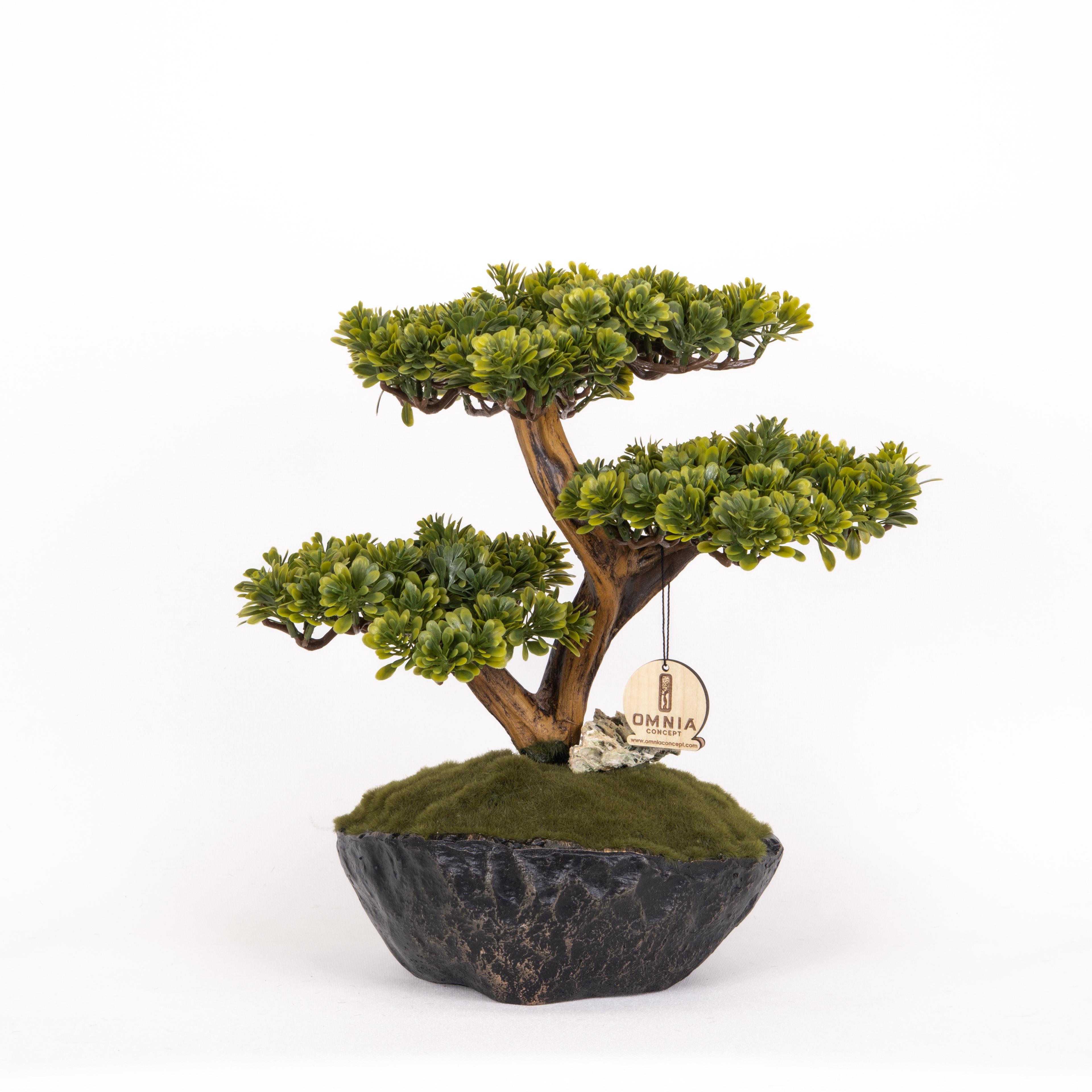 Calipso Bonsai-5