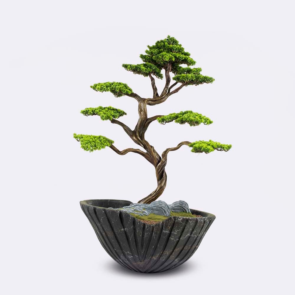 Algenib Thuja - 3