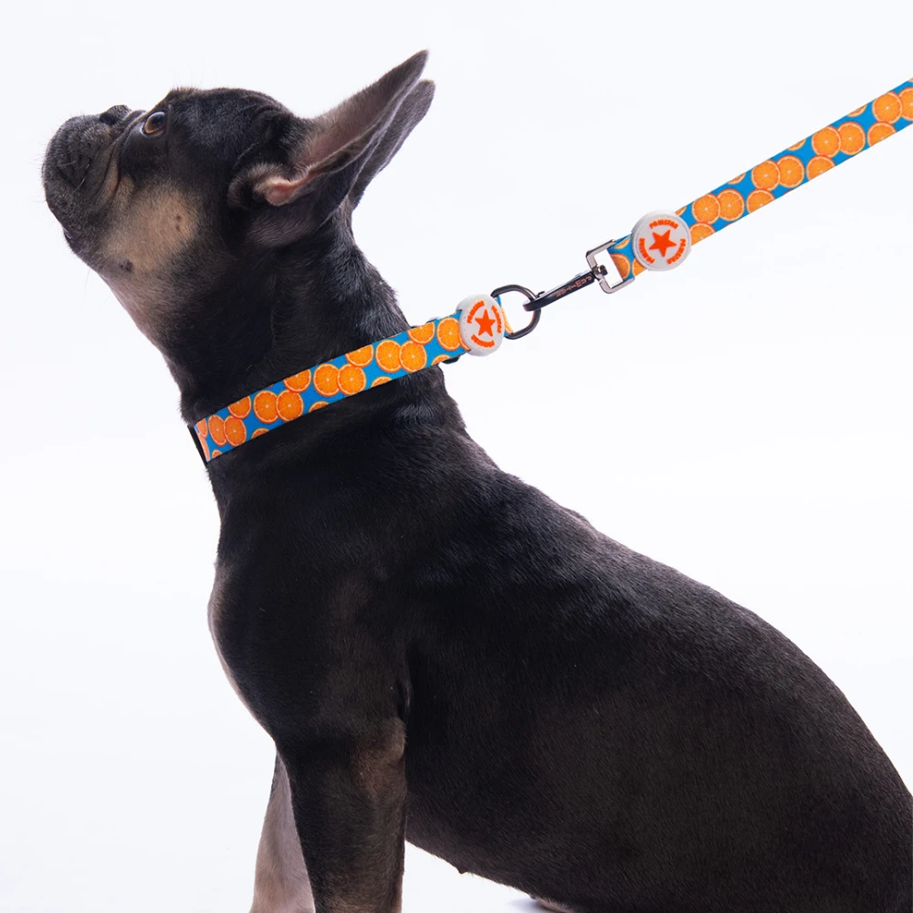 DC37-Citrus Boyun Tasması