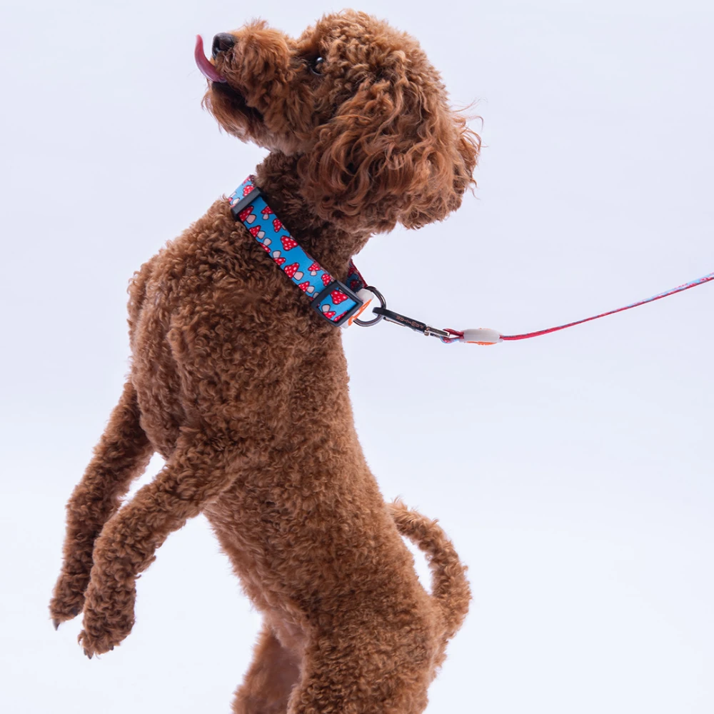 DC36-Mushroom Boyun Tasması