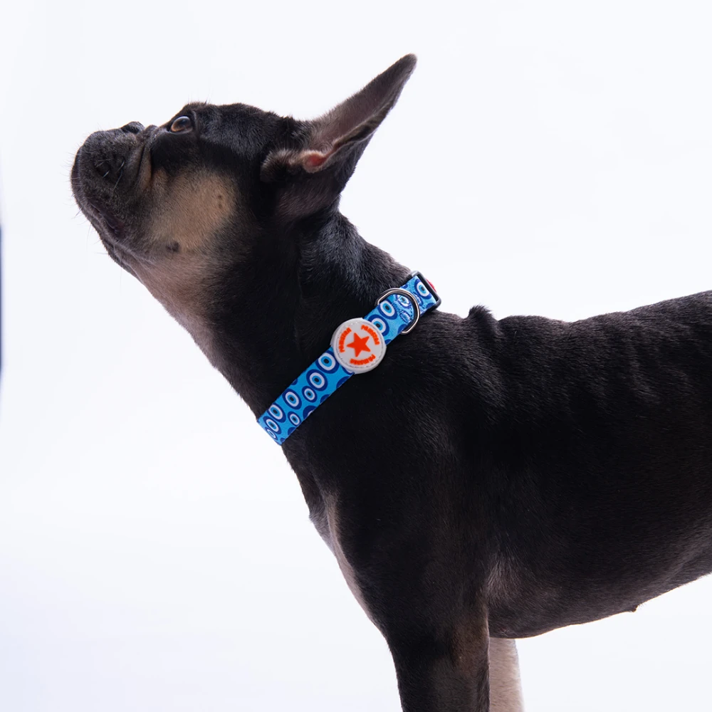 DC38-Charm Boyun Tasması