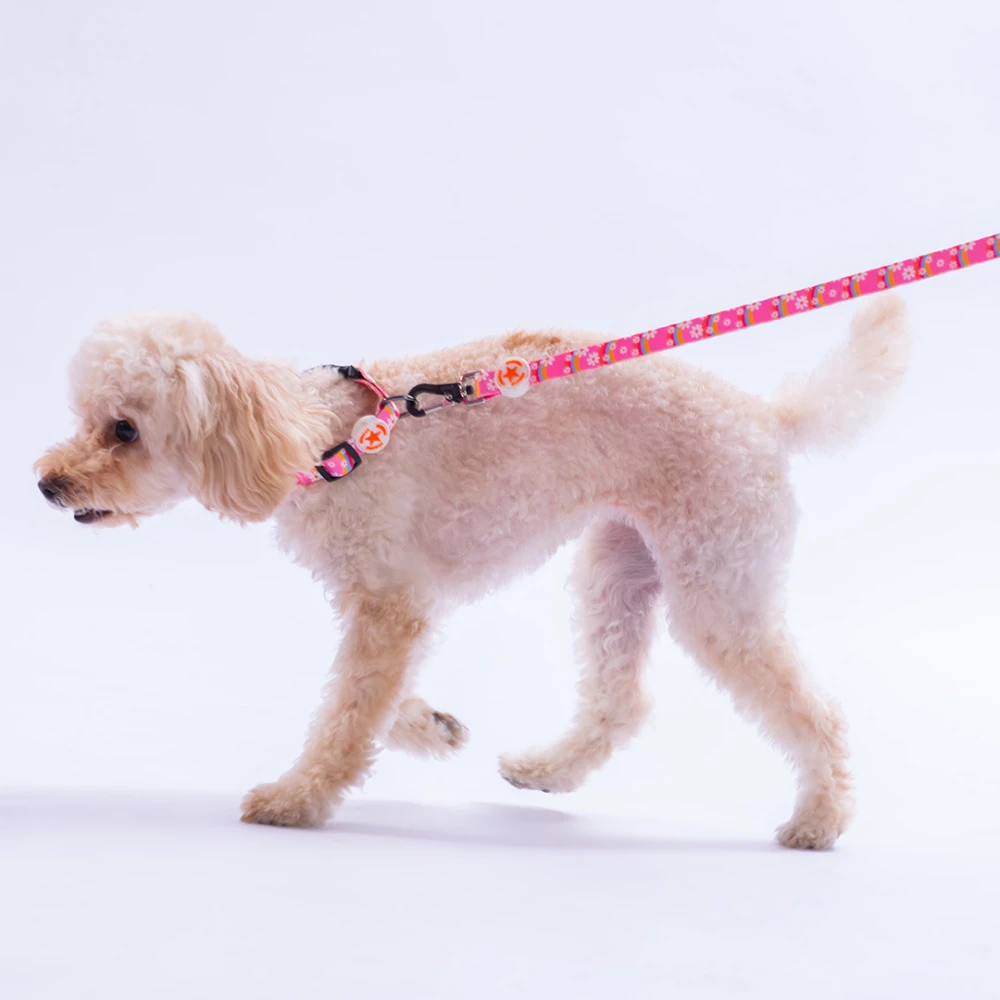 DC35-Daisy Boyun Tasması