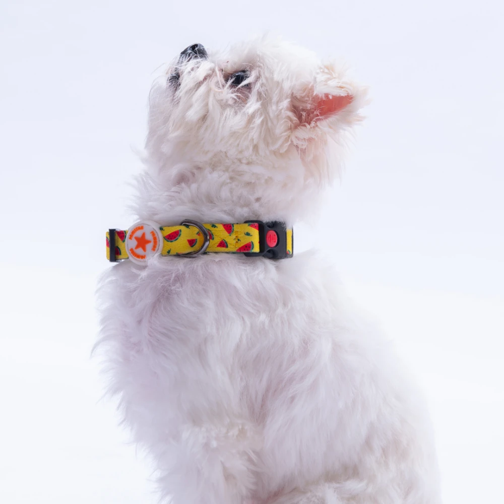 DC32-WaterMelon Boyun Tasması