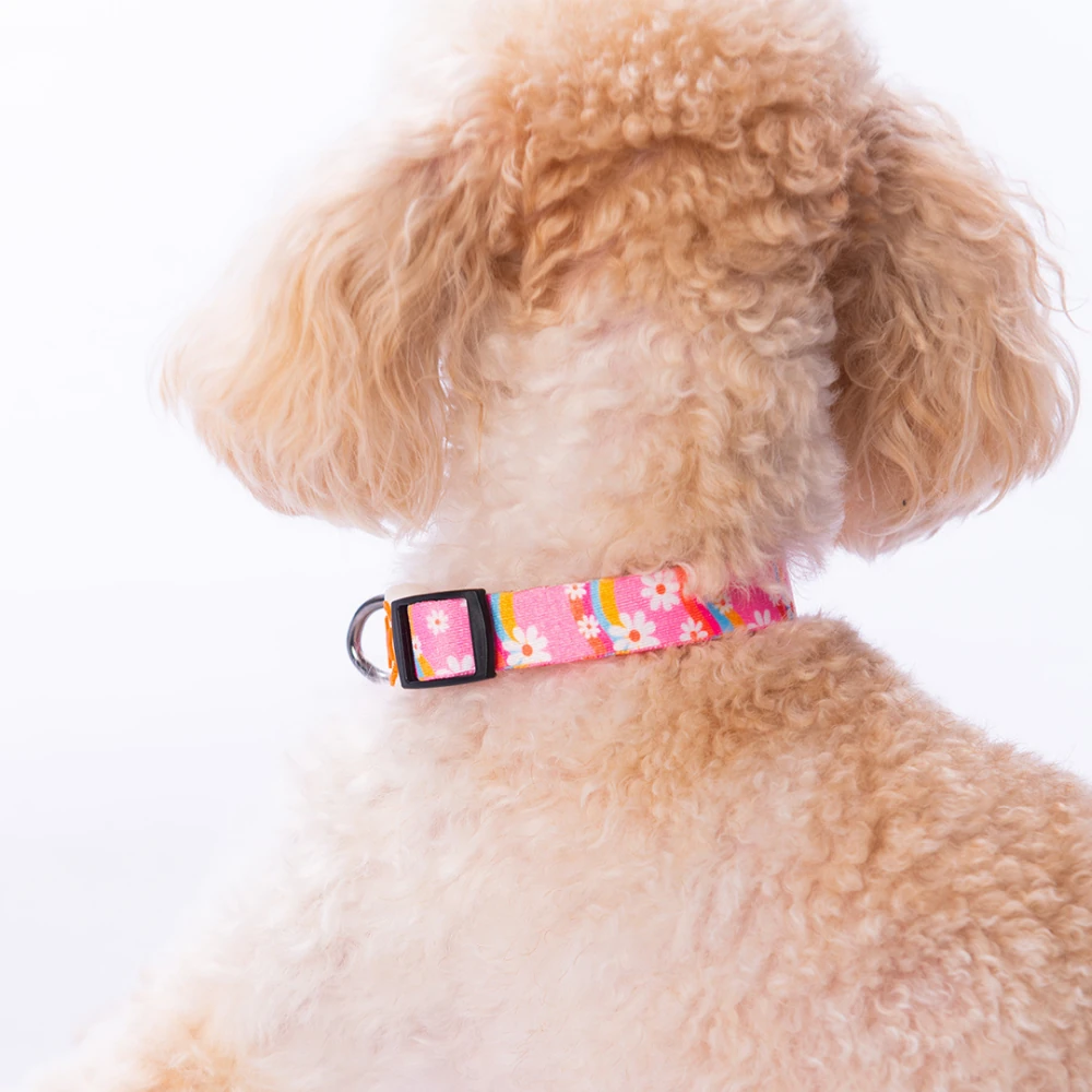 DC35-Daisy Boyun Tasması