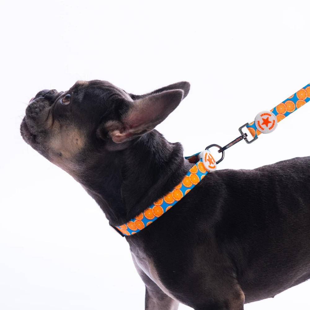 DC37-Citrus Boyun Tasması