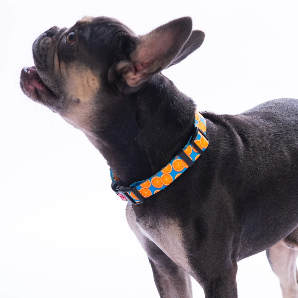 DC37-Citrus Boyun Tasması