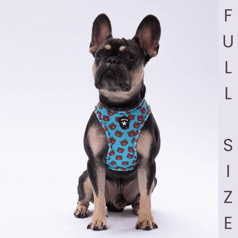 A27-F Bears Airmesh Full Size