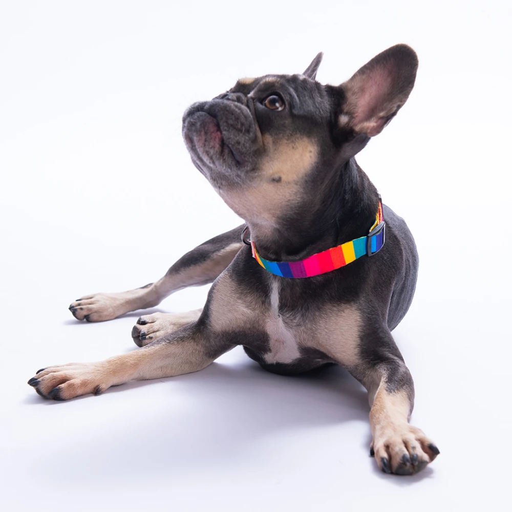 DC34-Rainbow Boyun Tasması