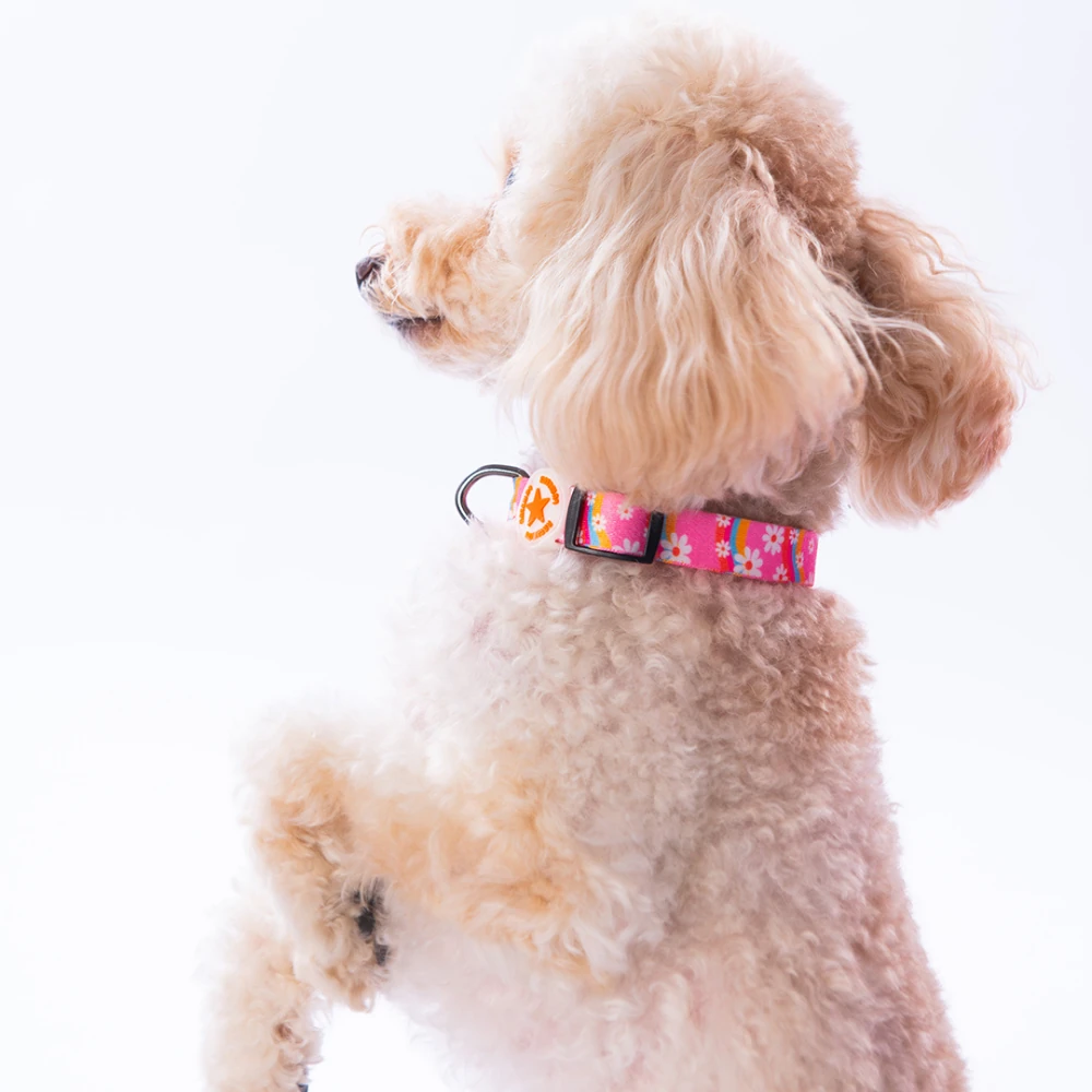 DC35-Daisy Boyun Tasması