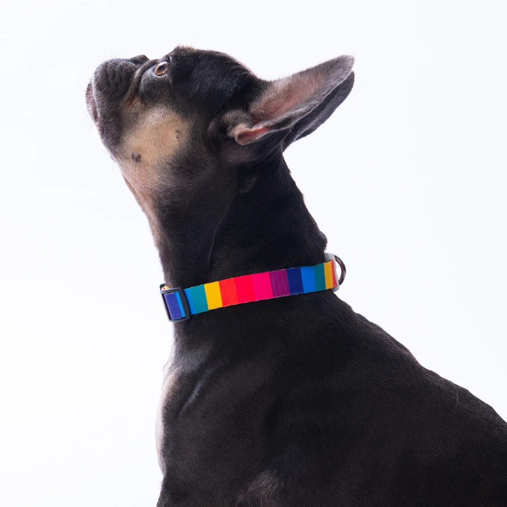 DC34-Rainbow Boyun Tasması