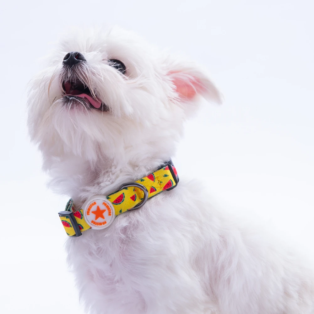 DC32-WaterMelon Boyun Tasması