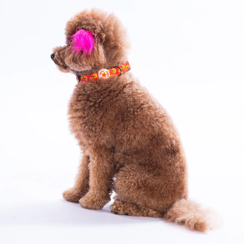 DC31-Poodle Boyun Tasması