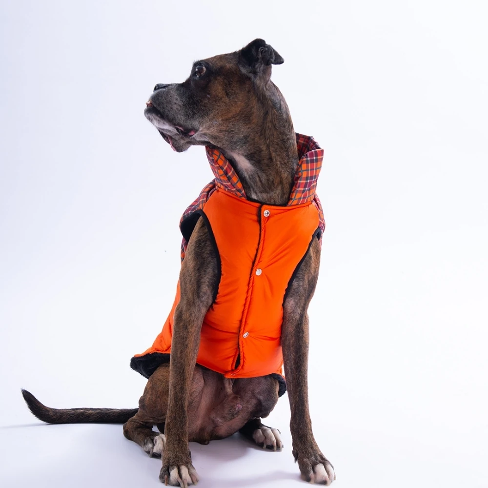 25151 Turuncu Elgin Paws Büyük Irk Yelek