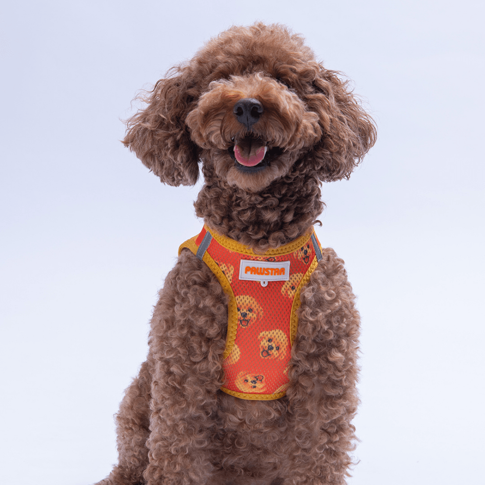 A31- Poodle Airmesh