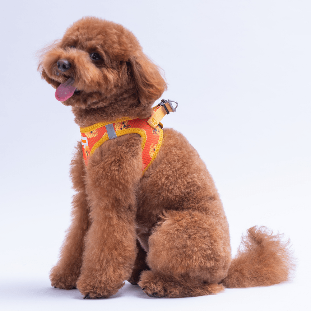 A31- Poodle Airmesh