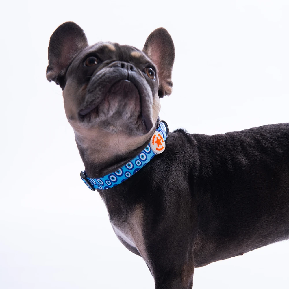 DC38-Charm Boyun Tasması