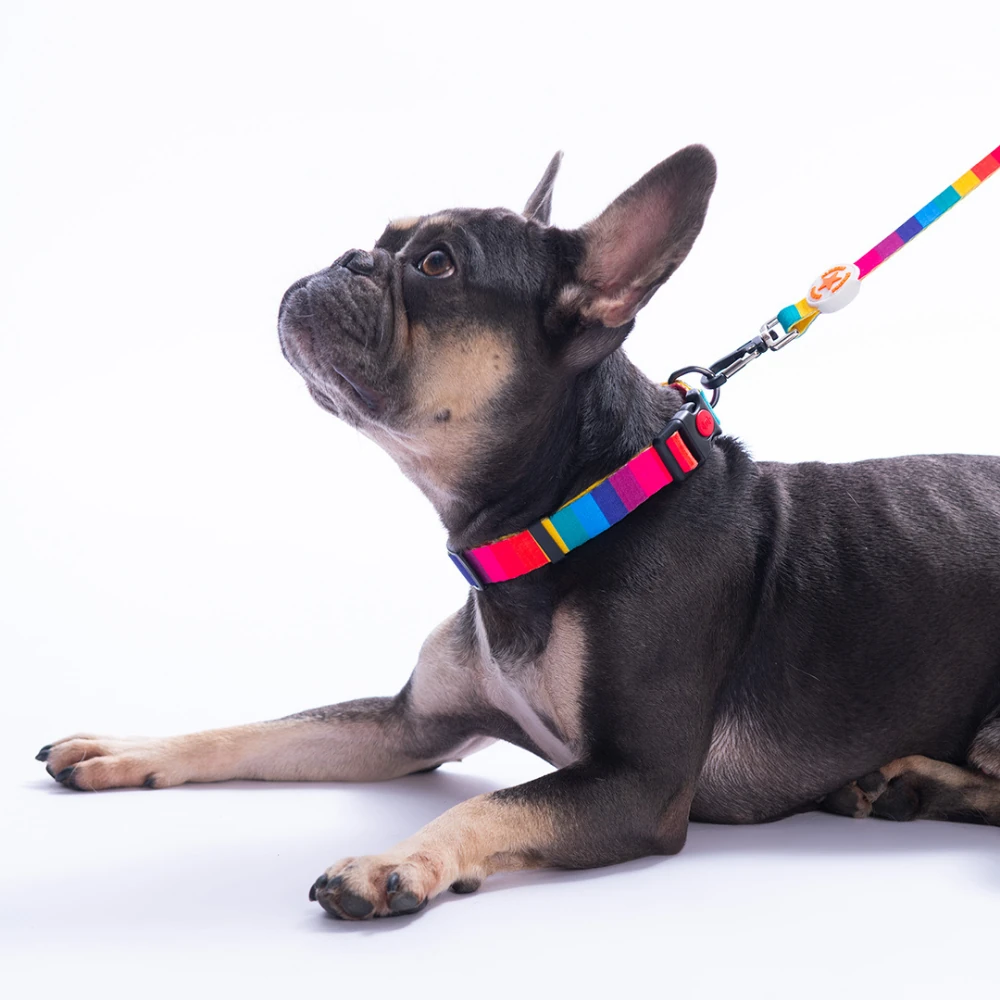 DC34-Rainbow Boyun Tasması