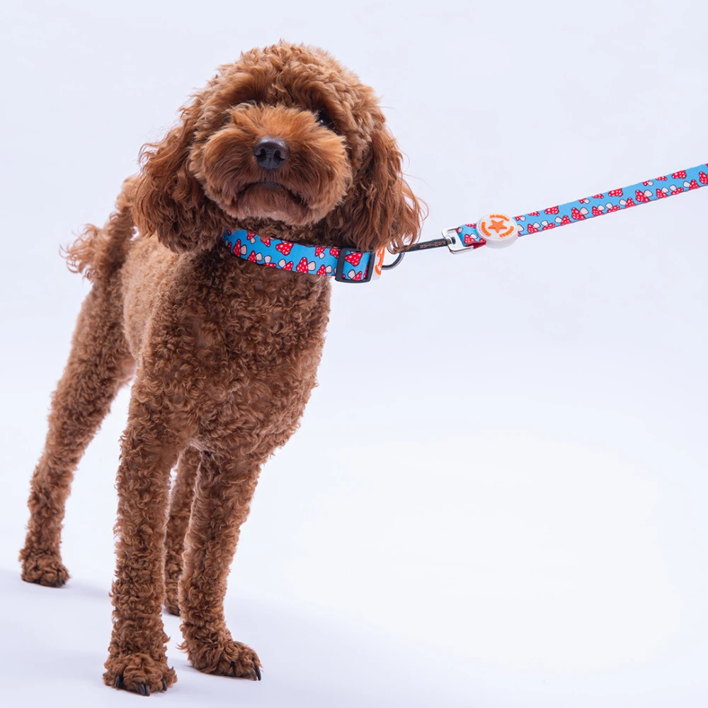 DC36-Mushroom Boyun Tasması