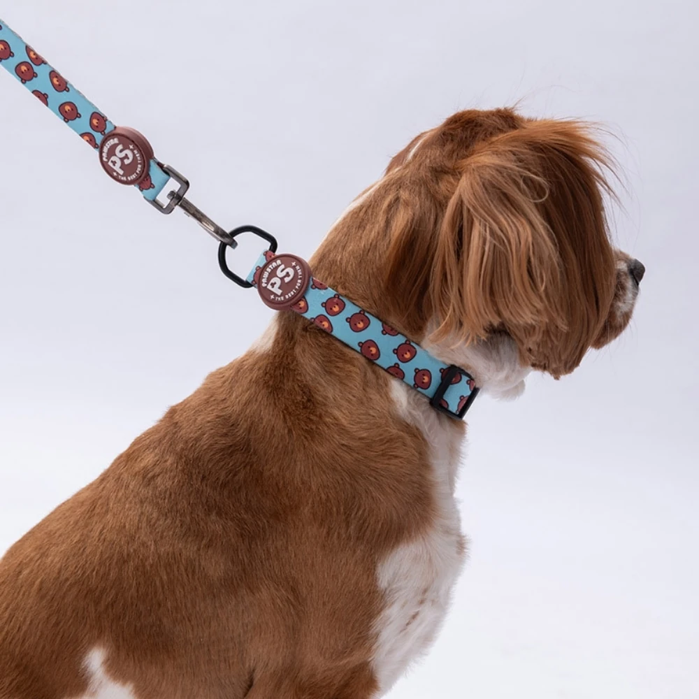 DC27-Bears Boyun Tasması