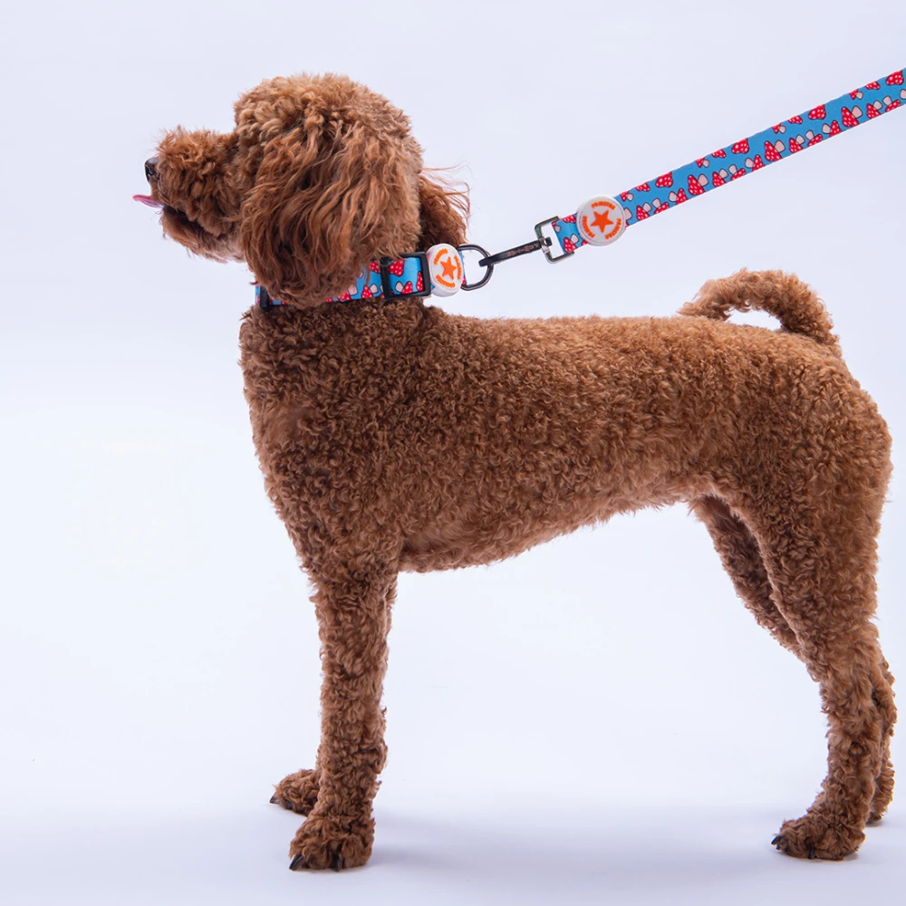 DC36-Mushroom Boyun Tasması