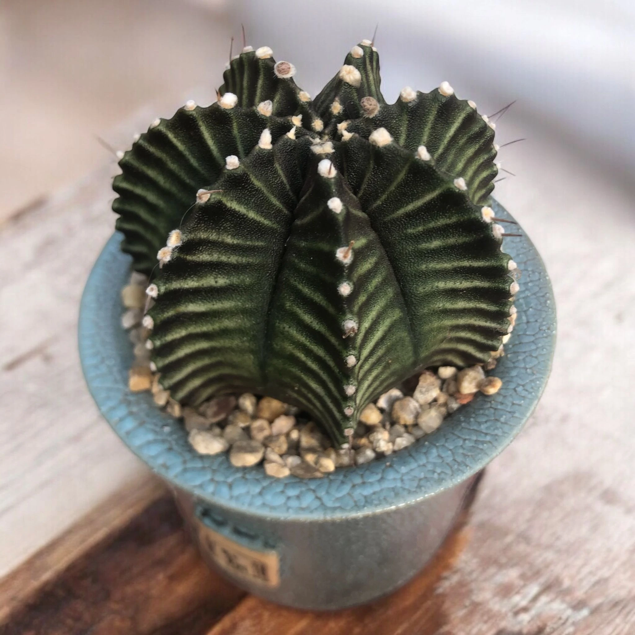 Gymnocalycium Green Selected Form D:9 cm H:13 cm