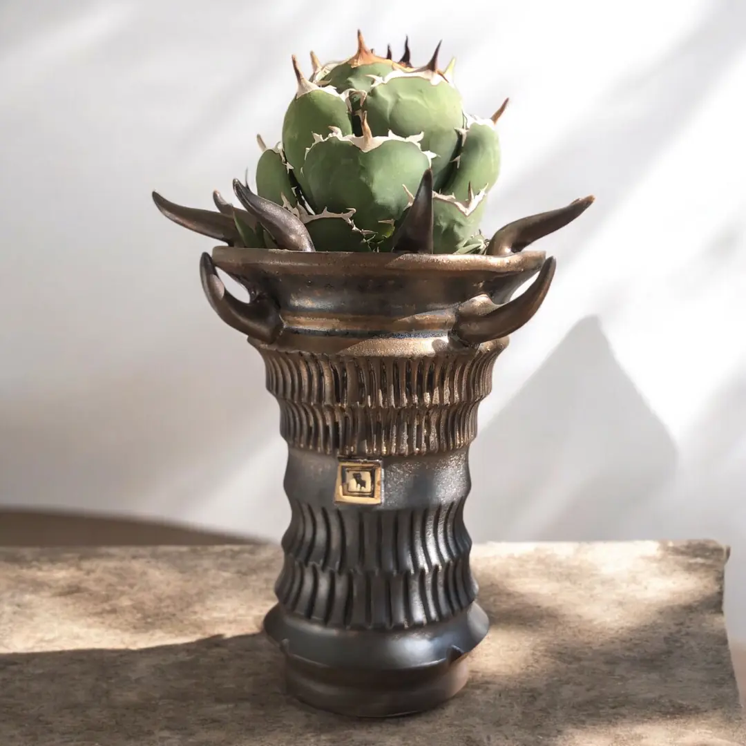Agave Titanota D-Rose