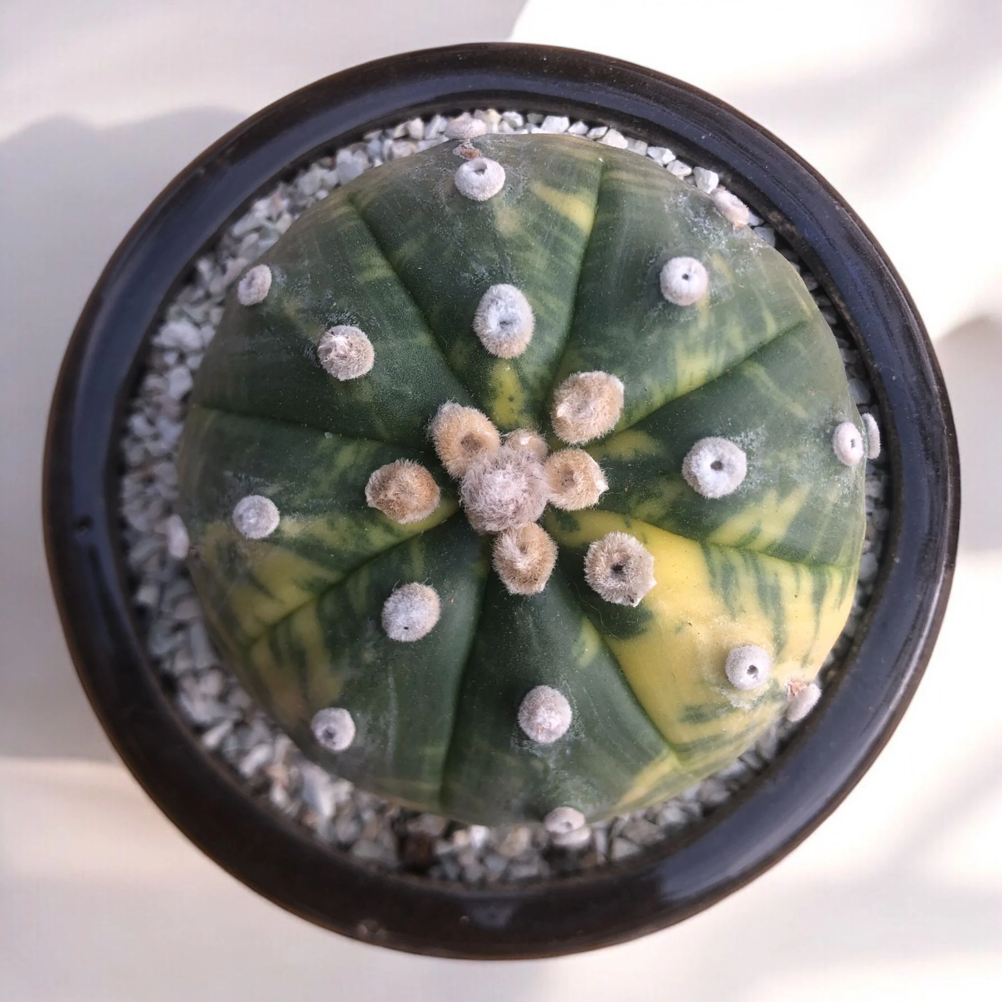 Astrophytum Asterias Variegata D:10 cm H:12 cm