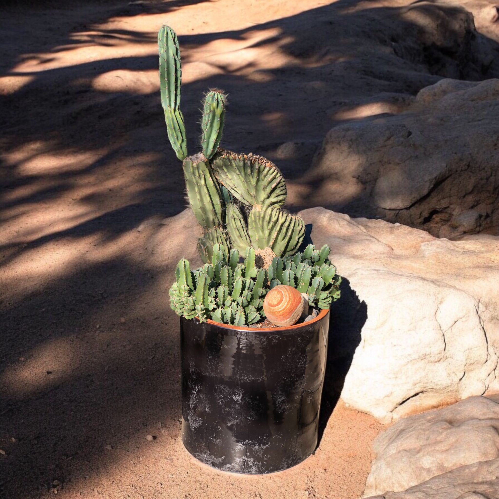 Dev Kaktüs Aranjmanı D:45 cm H:130 cm 