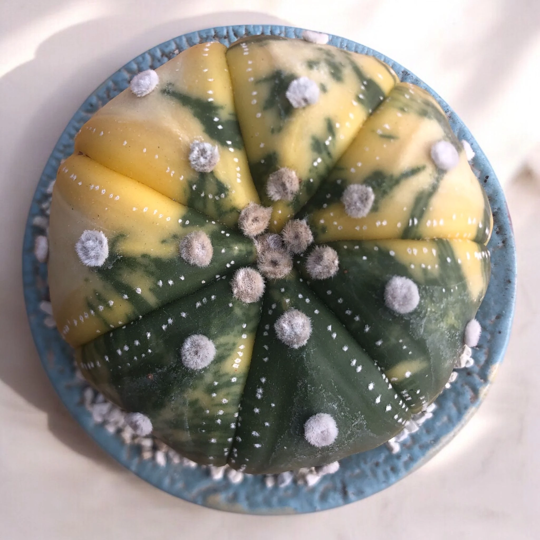 Astrophytum Asterias Variegata D:10 cm H:13 cm