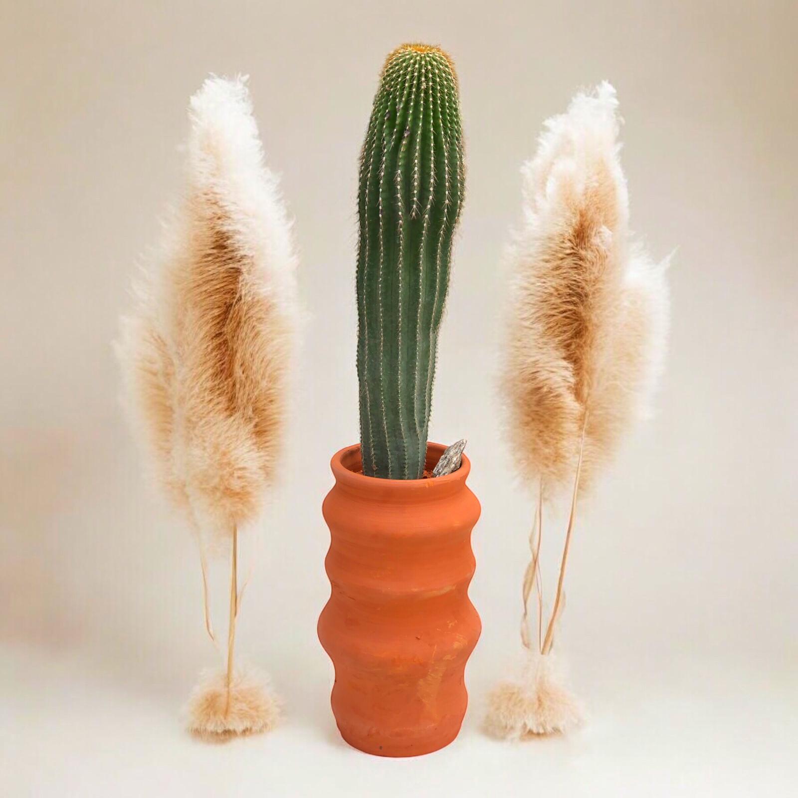 Saguaro Kaktüs (Carnegiea Gigantea) 70 cm