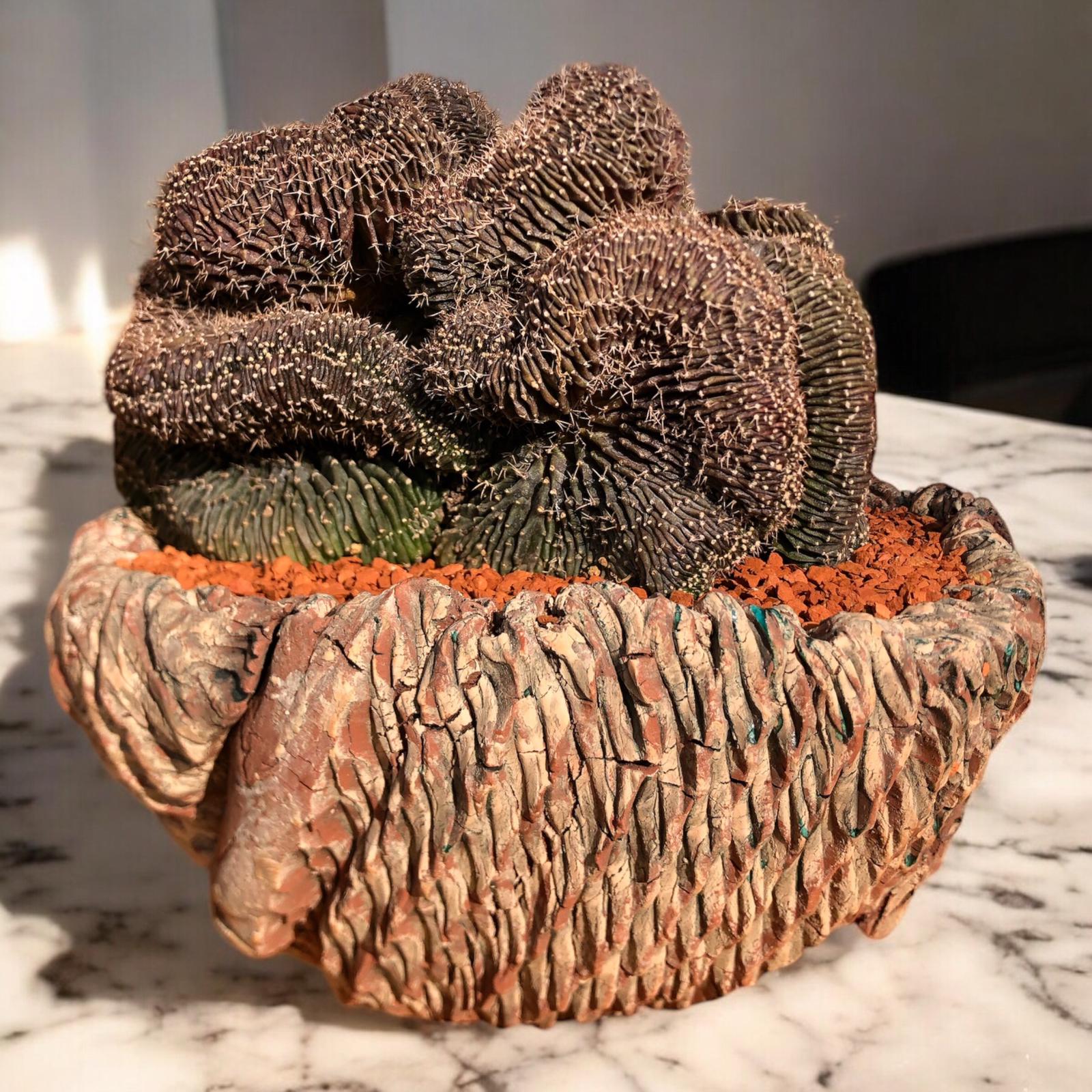 Gymnocalycium Cristata D:21 cm H:19 cm