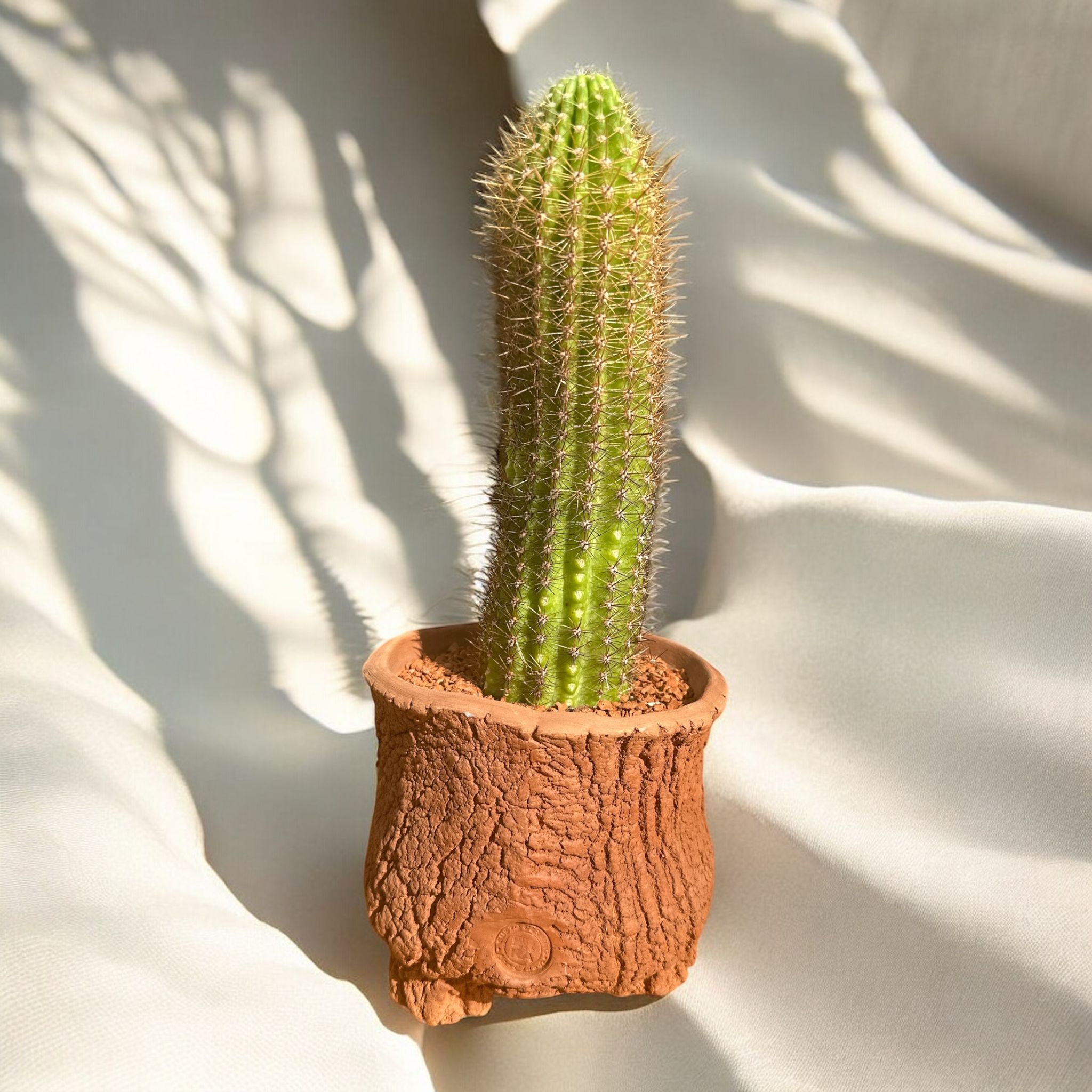 Lobivia Kaktüs D:15 cm H:35 cm